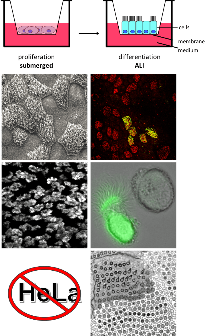 Technique development